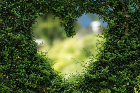 heart shape in plants