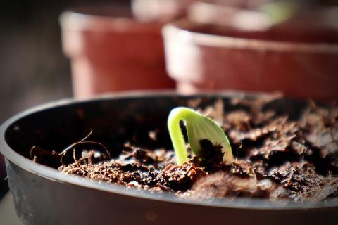 a seedling just beginning to pop up out of the soil