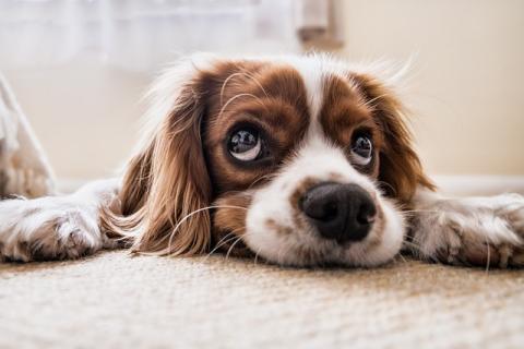 Picture of therapy dog.