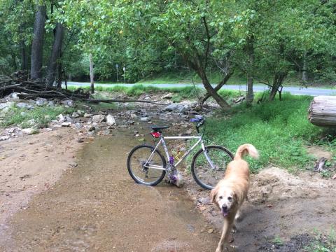 dog and bike on stream