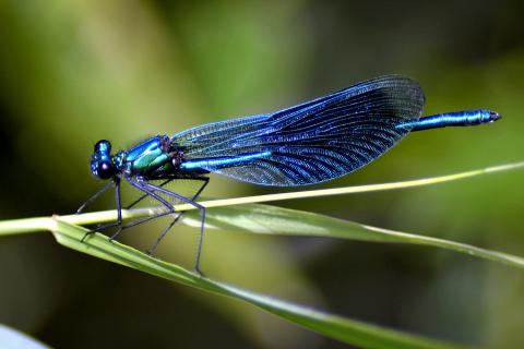 Blue dragonfly on green leaf