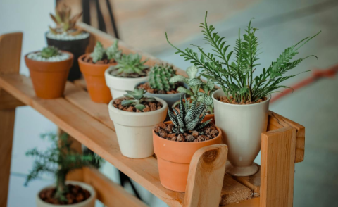 succulent plants in small ceramic pots, sitting on a wood plant stand