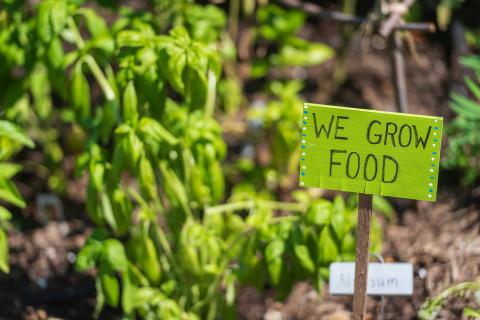 In a garden, plants are out of focus in background, a small handmade sign is in focus in the foreground, it reads "We Grow Food"