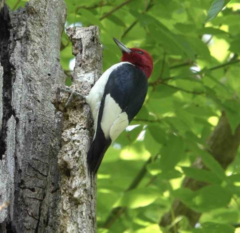 red headed woodpecker