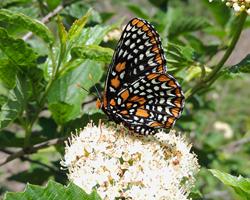 Baltimore Checkerspot Butterfly 