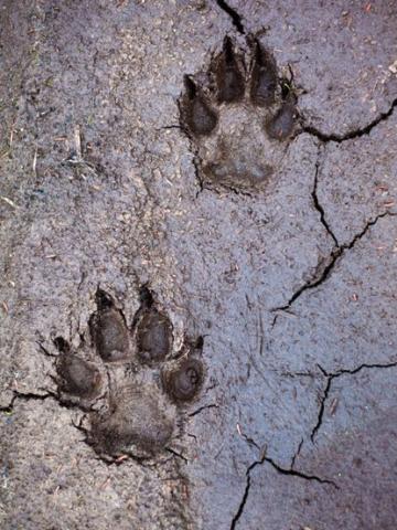 Coyote prints in mud. 