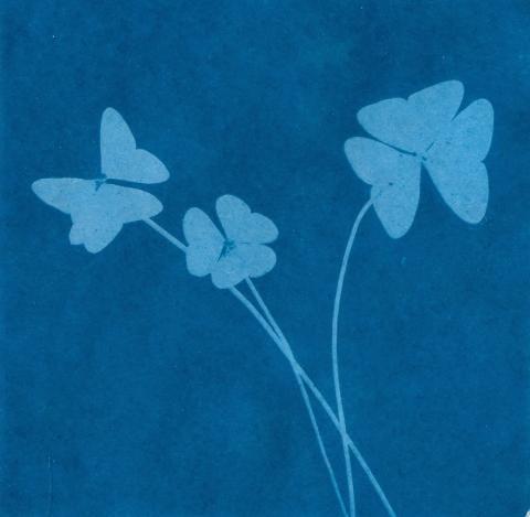 Cyanotype print of plants.