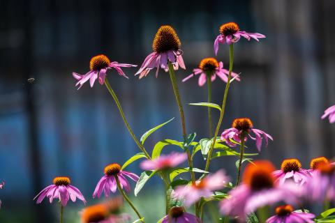 Purple coneflowers in a garden