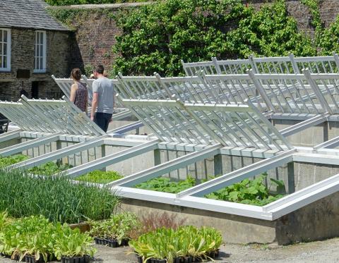 plastic trays of green plants sitting in front of cold frame structures made of brick, wood, and glass with two people walking in the background