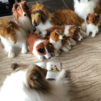 dog reading to stuffed dogs