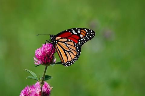 monarch butterly on a pink flower