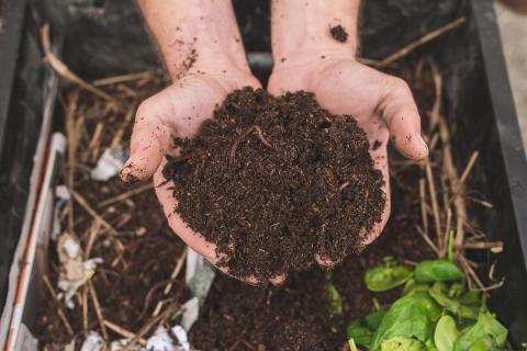 Vermicompost soil from a worm bin.