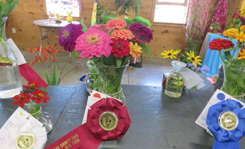 Zinnias in a flower show.