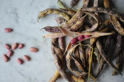 A photo of a bean pod and seeds