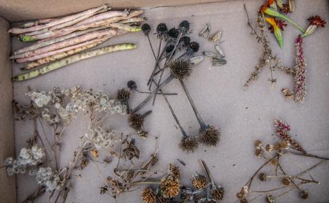dried flower heads and seed pods laid out on cardboard