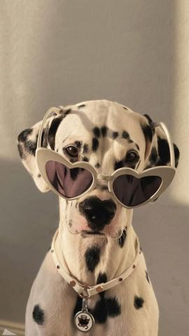 dalmation dog wearing sunglasses