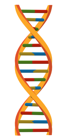 DNA double Helix image