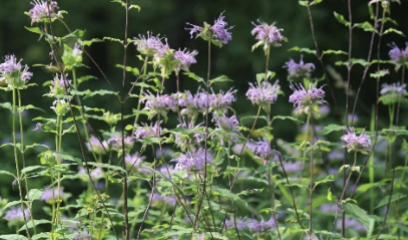 Native bee balm planted instead of a lawn. 