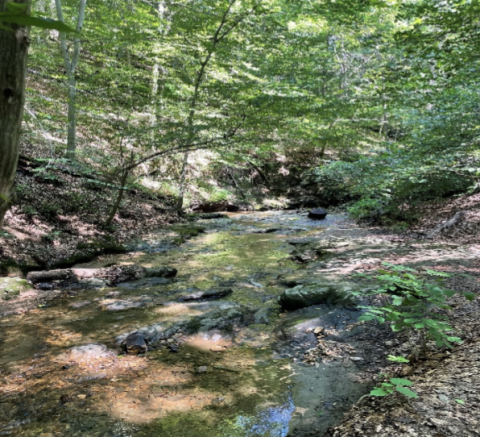 Streambed that is clean and trickling. 