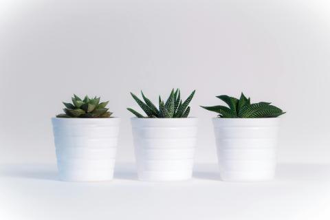 three small, dark green succulent plants in white containers, on a white backdrop