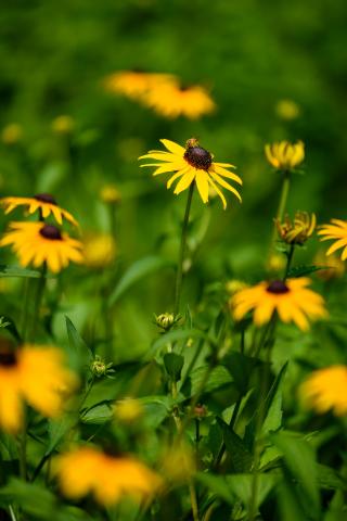 Black-eyed Susan Flower Image