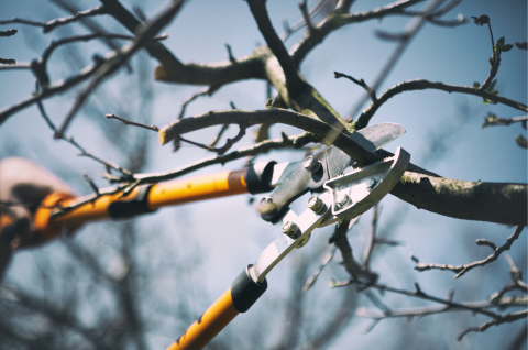 Orange and black loppers cutting into a tree branch