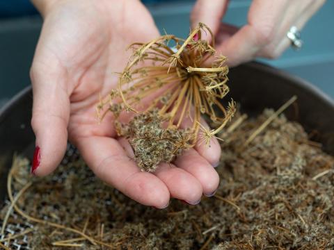 Person removing seeds from carrot seed head. 