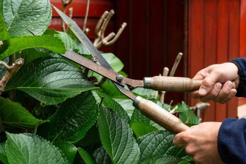Using pruning shears to cut back shrub.
