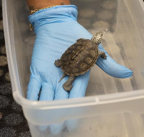 diamondback terrapin