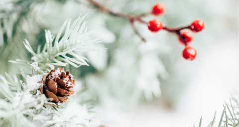 Fir branch with snow, a sprig of red berries and a small pinecone