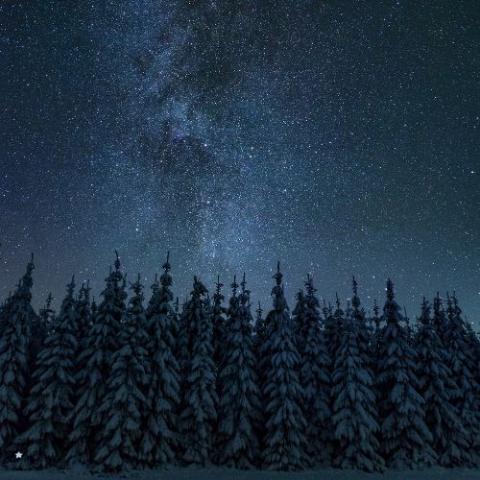 Winter night scene with trees, snow and stars 