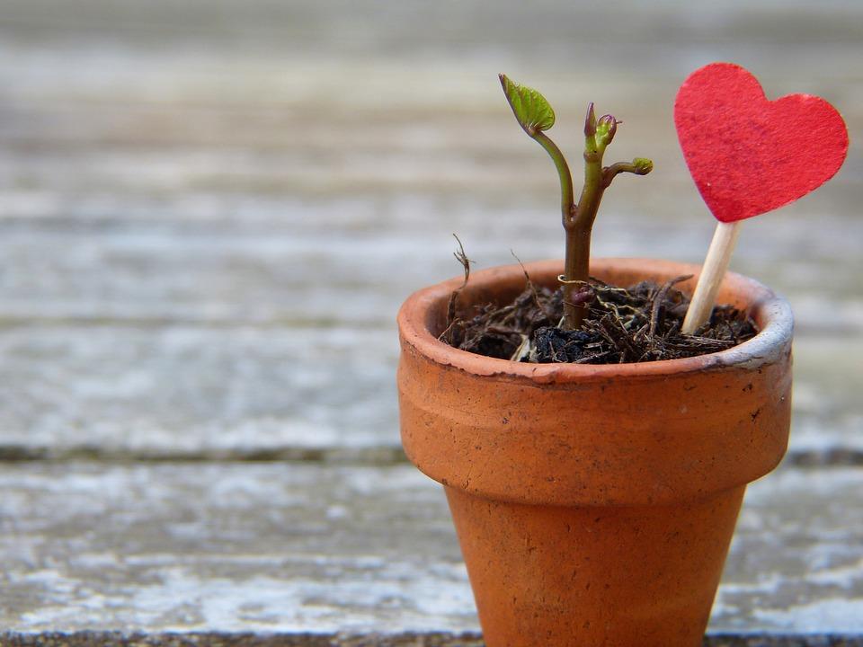 green sprout planted in small terra cotta pot with a heart