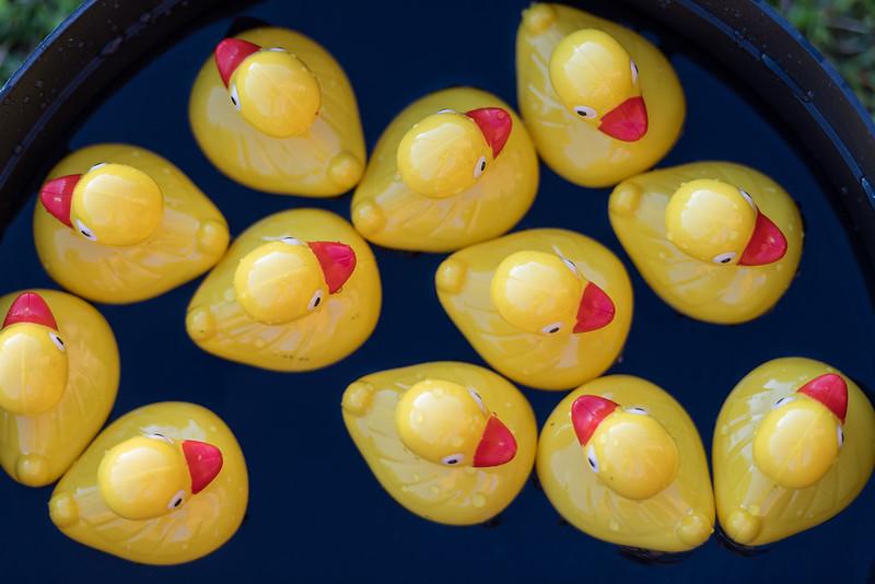 Rubber ducks floating in water