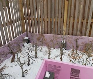 a bamboo fence in the background with bonsai plants in foreground