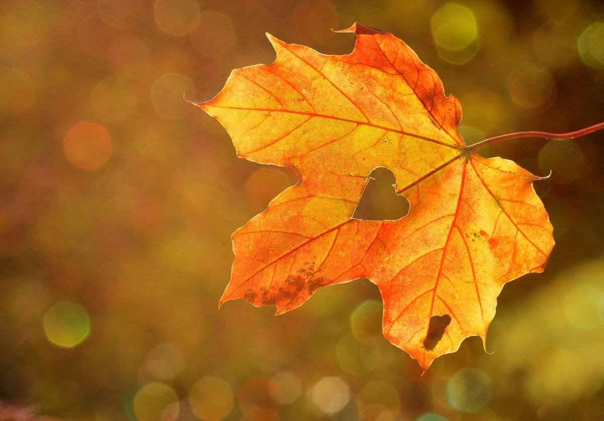 orange-yellow maple leaf with heart cutout in the middle