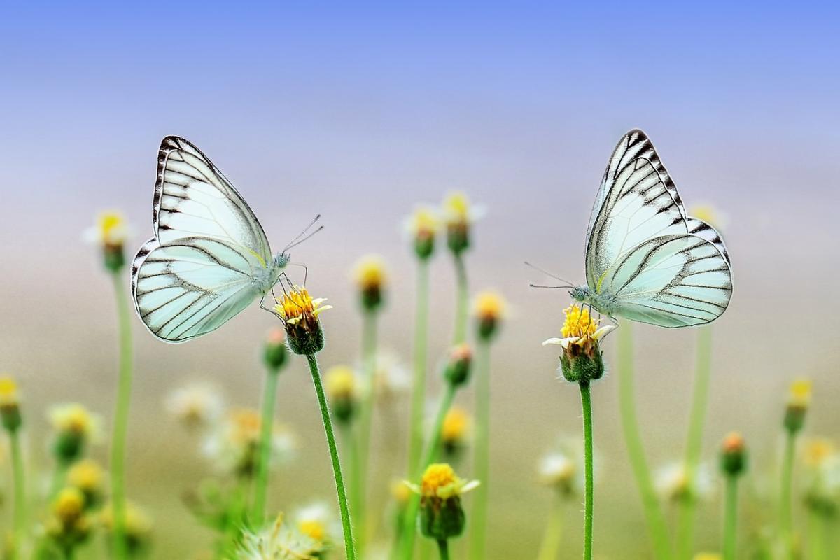 two gray butterflies on yellow flowers