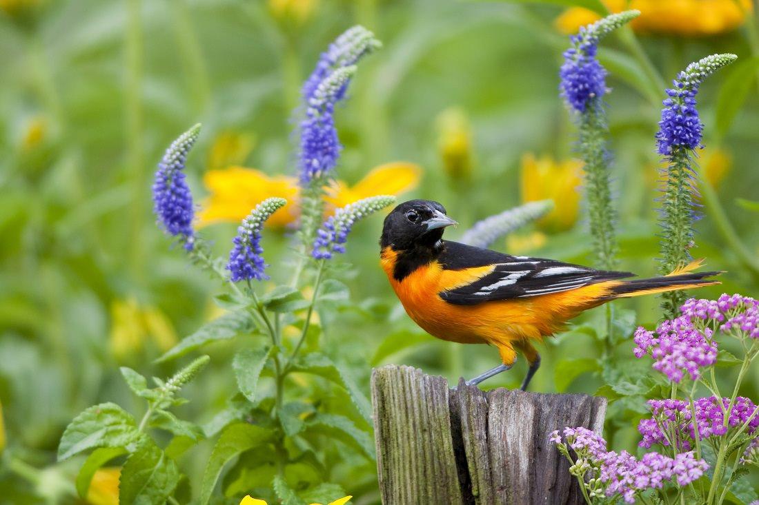 Oriole in the Garden