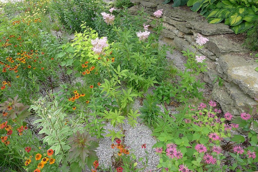 flowers in a rain garden