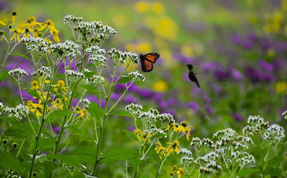 Monarch on Native Flowers