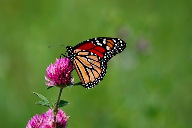 monarch butterly on a pink flower