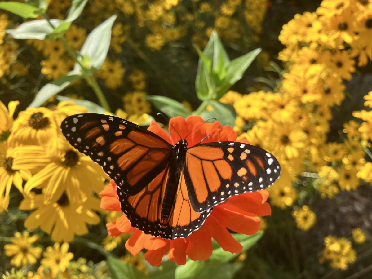 Monarch on native flowers.