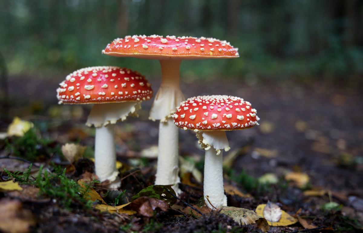 Three mushrooms of differing sizes sprouting from the ground. The mushrooms have white stems and caps that are red with white dots.