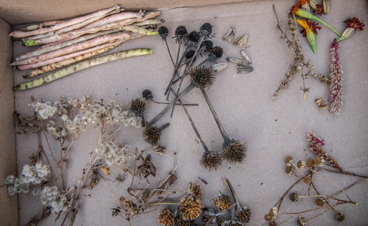 dried flower heads and seed pods laid out on cardboard