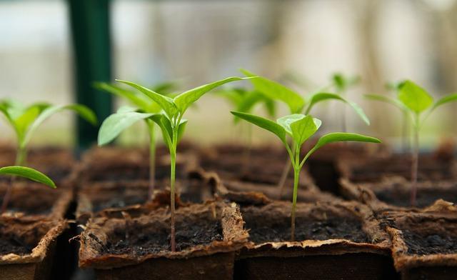 seedlings growing in a tray