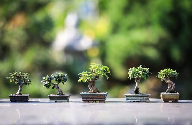 a set of five small bonsai pots with a blurred green foliage background