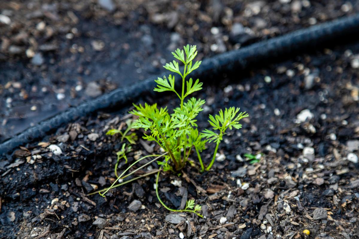 a black irrigation line runs behind a small green sprout