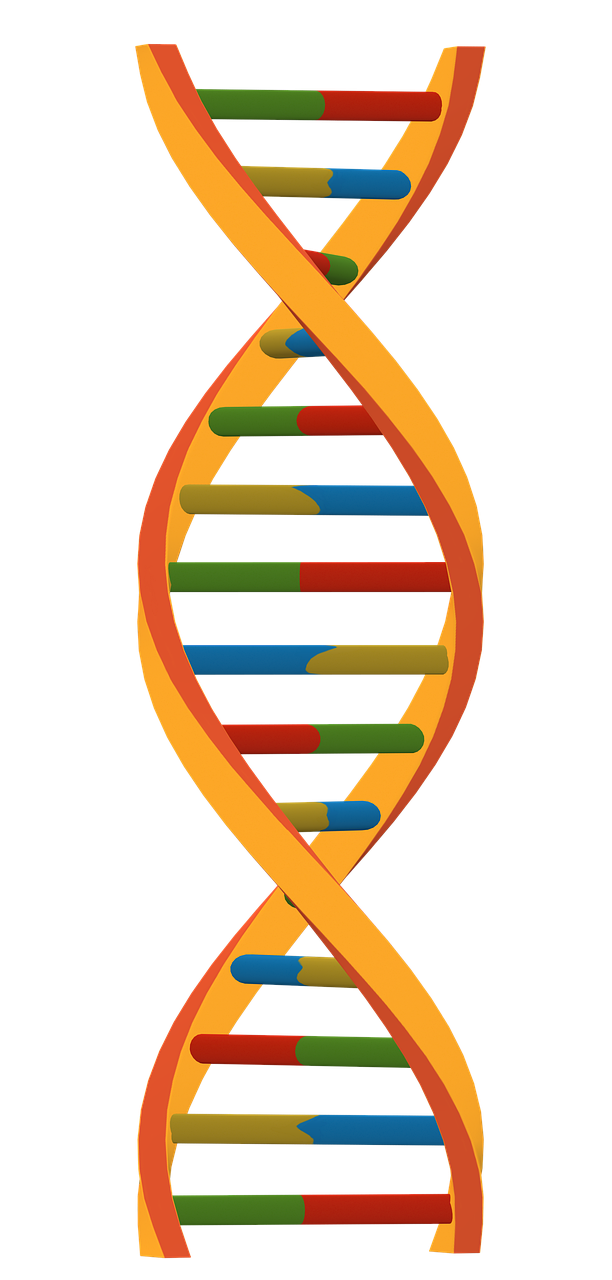 DNA double Helix image