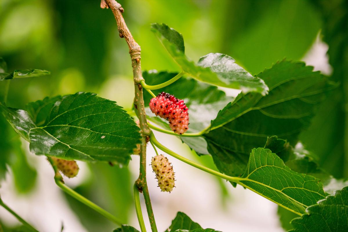 close up photograph of a mulberries on the tree