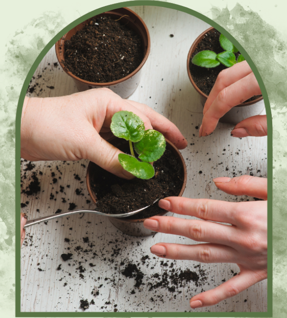 Hands repotting new plants