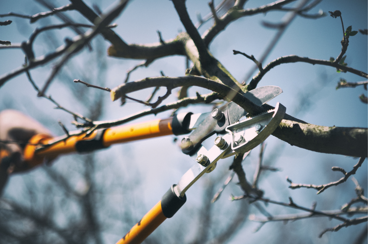 Orange and black loppers cutting into a tree branch